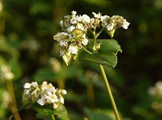 Whole Organic Raw Buckwheat Groats