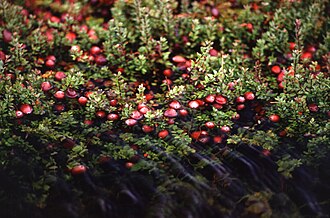 Cape Cod Tart Dried Cranberries Sweetened with Apple Juice