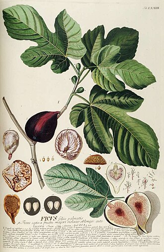 California Black Mission Dried Figs