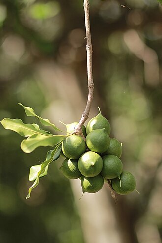 Dry Roasted Lightly Salted Whole Macadamias