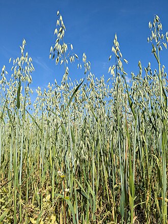 Thick-Cut Organic Sprouted Rolled Oats