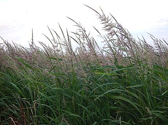 Hand-Harvested Native Lake Superior Wild Rice